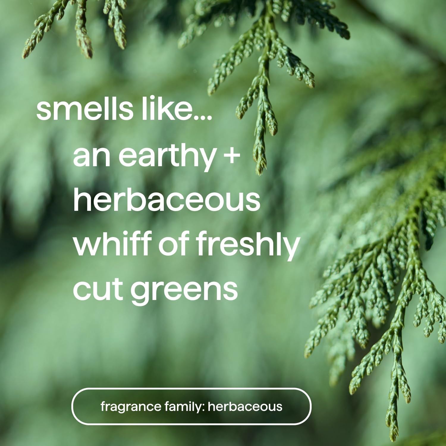 Gel de Baño para Hombres Corporal, Juniper + Sage , sin parabenos ni Sulfatos, 18 fl oz